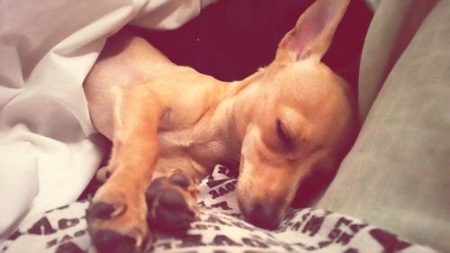 High angle view of dog sleeping on bed