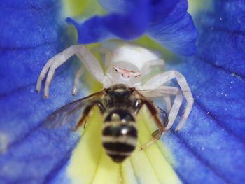 Close-up of insect on flower