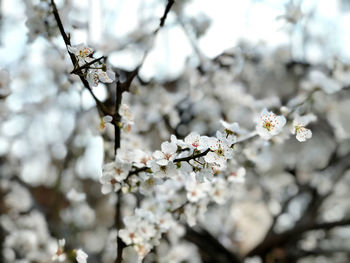 Close-up of white cherry blossom tree