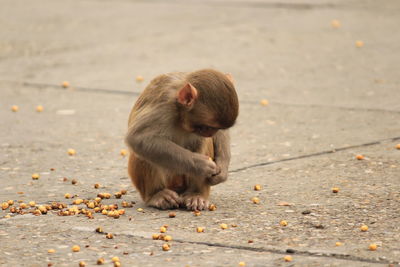 Monkey eating food