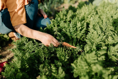 Midsection of woman picking carrots