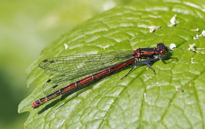 Close-up of insect on leaf