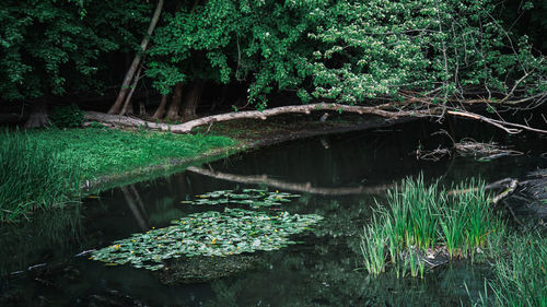 Scenic view of lake in forest