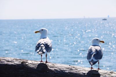 Seagulls perching on a sea against sky