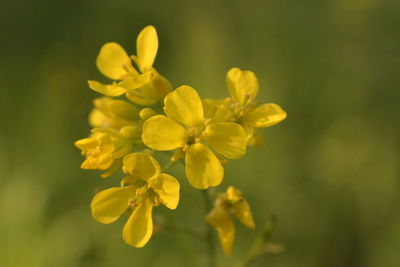 Close-up of yellow flowering plant