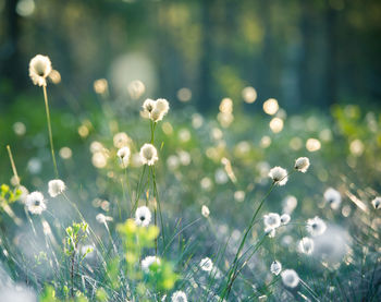 A beautiful cotton-grass heads in the warm sunset light. white fluffy cotton-grass flowers.