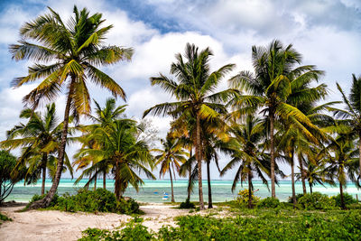 Palm trees on beach against sky at zanzibar island