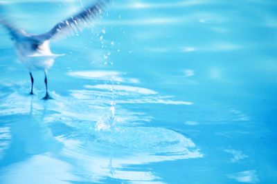 Close-up of bird in water