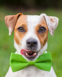 Close-up portrait of dog