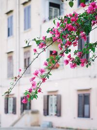 Pink flowering plant against building