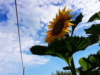 Low angle view of flowers against sky