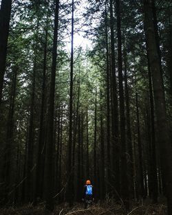 Man amidst trees in forest