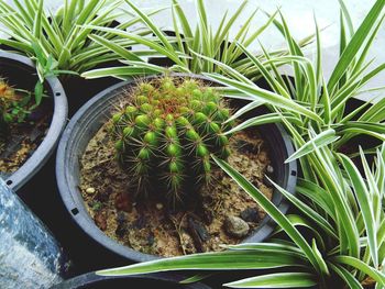 Close-up of cactus plant on field