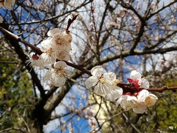 Low angle view of white flowers on tree