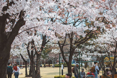 View of cherry blossom tree in park