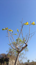 Low angle view of trees against clear blue sky