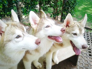 Close-up of dogs on tree