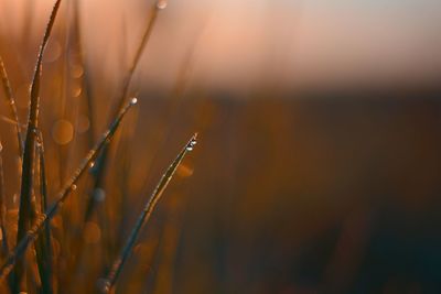Close-up of wet grass on field during sunset