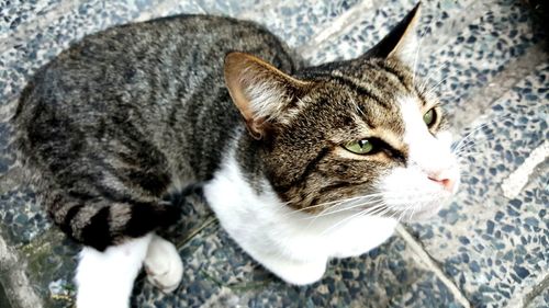 High angle view of cat on footpath