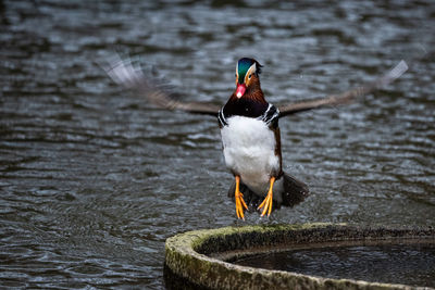 Close-up of duck swimming in lake