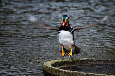 Close-up of mandarin duck in motion