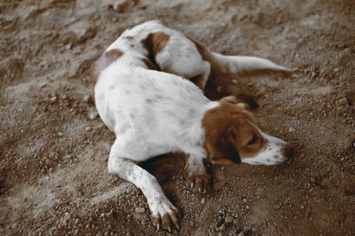 High angle view of a dog