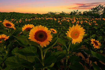 Sunflowers blooming on field against sky during sunset