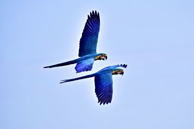 Low angle view of bird flying against clear sky