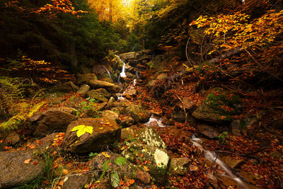 Trees and plants in forest during autumn