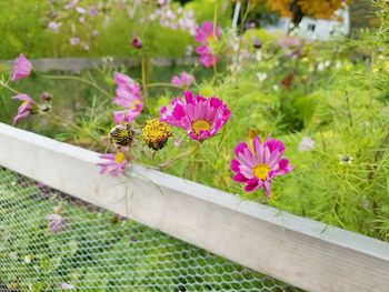 Close-up of pink flowering plants by fence