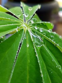 Close-up of wet plant