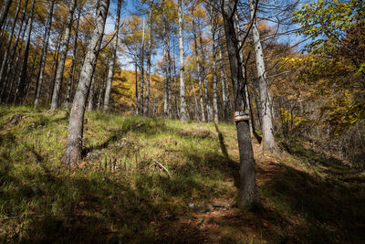 Pine trees in forest