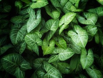 Full frame shot of green leaves