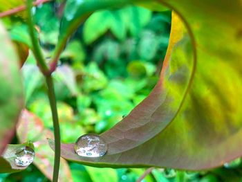 Close-up of raindrops on leaves