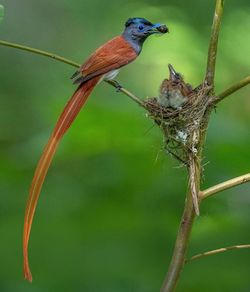 Close-up of bird perching on branch