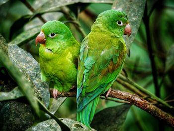 Close-up of parrot couplet perching on a tree with leafs