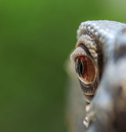 Close-up of animal eye