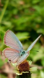 Close-up of butterfly perching on plant
