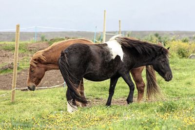 Side view of horses on grassland