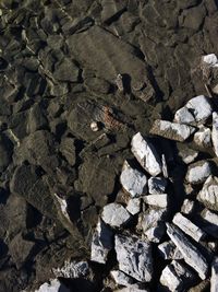 Full frame shot of lizard on beach