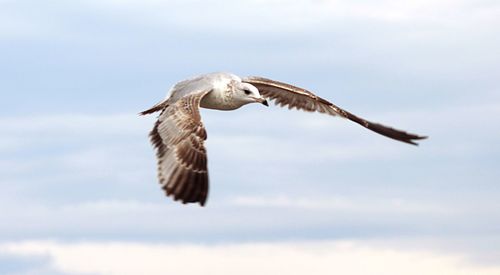 Low angle view of eagle flying in sky