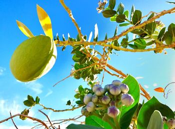 Low angle view of fruits on tree against sky