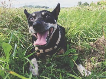 Portrait of dog on field