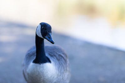 Close-up of a bird