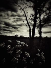 Scenic view of flowering trees on field against sky