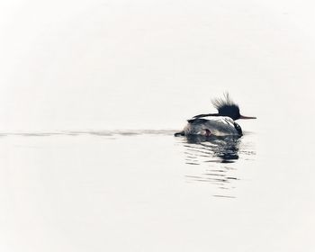 High angle view of swan swimming on lake