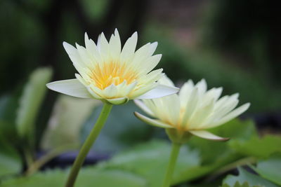 Close-up of white water lily