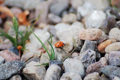 Close-up of ladybug on rock