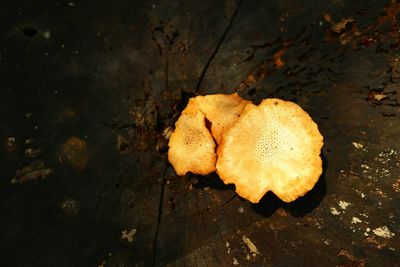High angle view of dried leaf on footpath