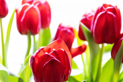 Close-up of red tulip